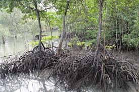 Image of trees found at Sungei Buloh